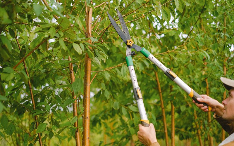 Tree trimming in North Bend, NE